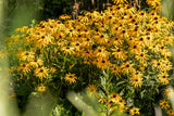 Rudbeckia fulgida; hier mit Blüte; lange Blütezeit; Einsatzmöglichkeit z.B. : Staudenbeet;;ab 0,00 Euro