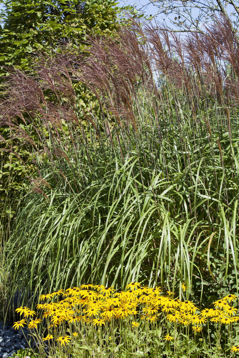 Phragmites australis ;;ab 2,06 Euro