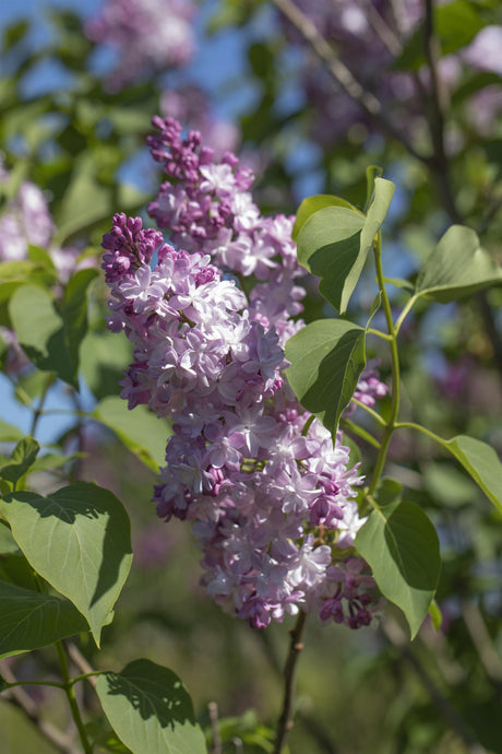 Syringa vulg. 'Michel Buchner' mit Blüte, erhältlich von 40-60 bis 150-175 cm; Einsatz: ;;ab 7,20 Euro
