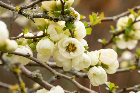 Chaenomeles x superba 'Jet Trail' mit Blüte, erhältlich von 40-60 bis 80-100 cm; Einsatz: ;;ab 18,90 Euro