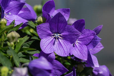 Platycodon grandiflorus 'Mariesii' mit Blüte; Einsatz: ;;ab 3,85 Euro