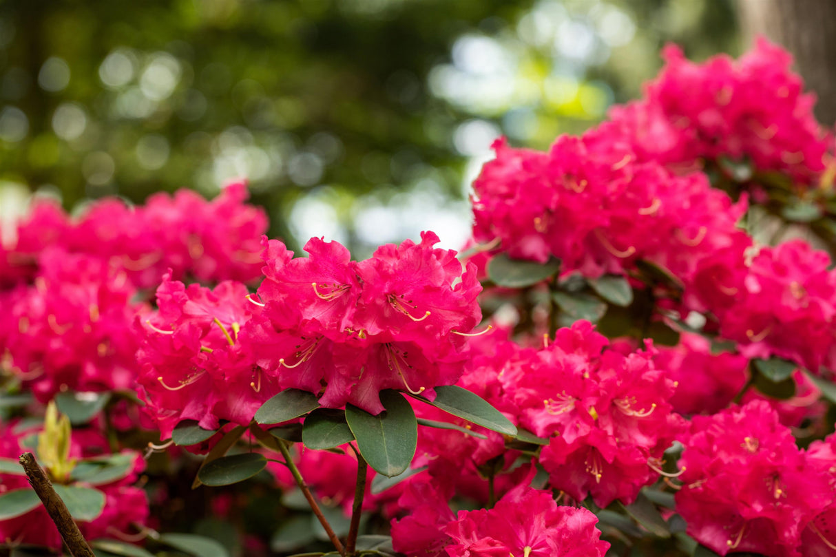 Rhododendron williams. 'Bremen' mit Blüte, erhältlich von 50-60 bis 50-60 cm; Einsatz: ;;ab 71,00 Euro