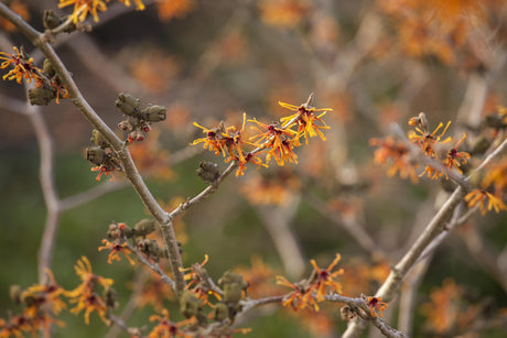 Hamamelis interm. 'Aphrodite' mit Blüte, erhältlich von 40-60 bis 80-100 cm; Einsatz: ;;ab 47,20 Euro