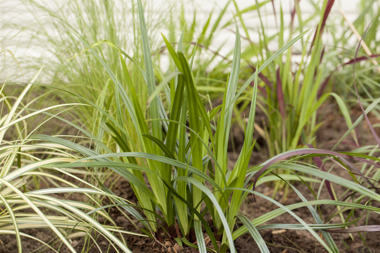 Carex plantaginea ;;ab 6,25 Euro