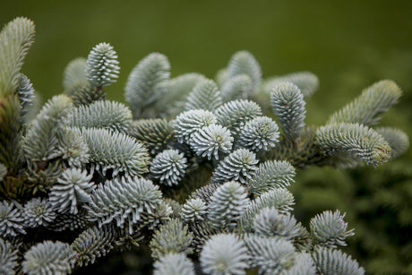 Abies Pinsapo Glauca , erhältlich als: pflegeleicht;;günstig mit Qualität