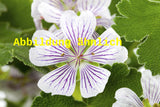 Genaues Foto für Geranium versicolor folgt; dieses ähnliche Bild dient der Illustration von Veränderlicher Storchschnabel