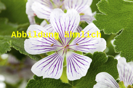 Genaues Foto für Geranium versicolor folgt; dieses ähnliche Bild dienst der Illustration von Veränderlicher Storchschnabel