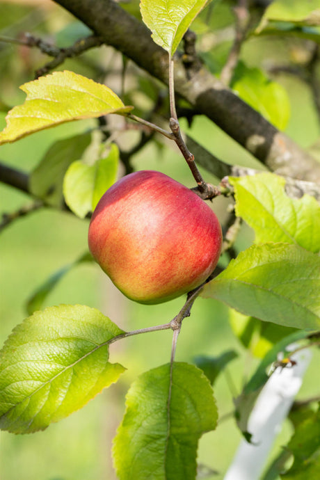 Malus 'Discovery' mit Früchten, erhältlich von 150-200 bis 450-650 cm; Einsatz: ;;ab 34,60 Euro