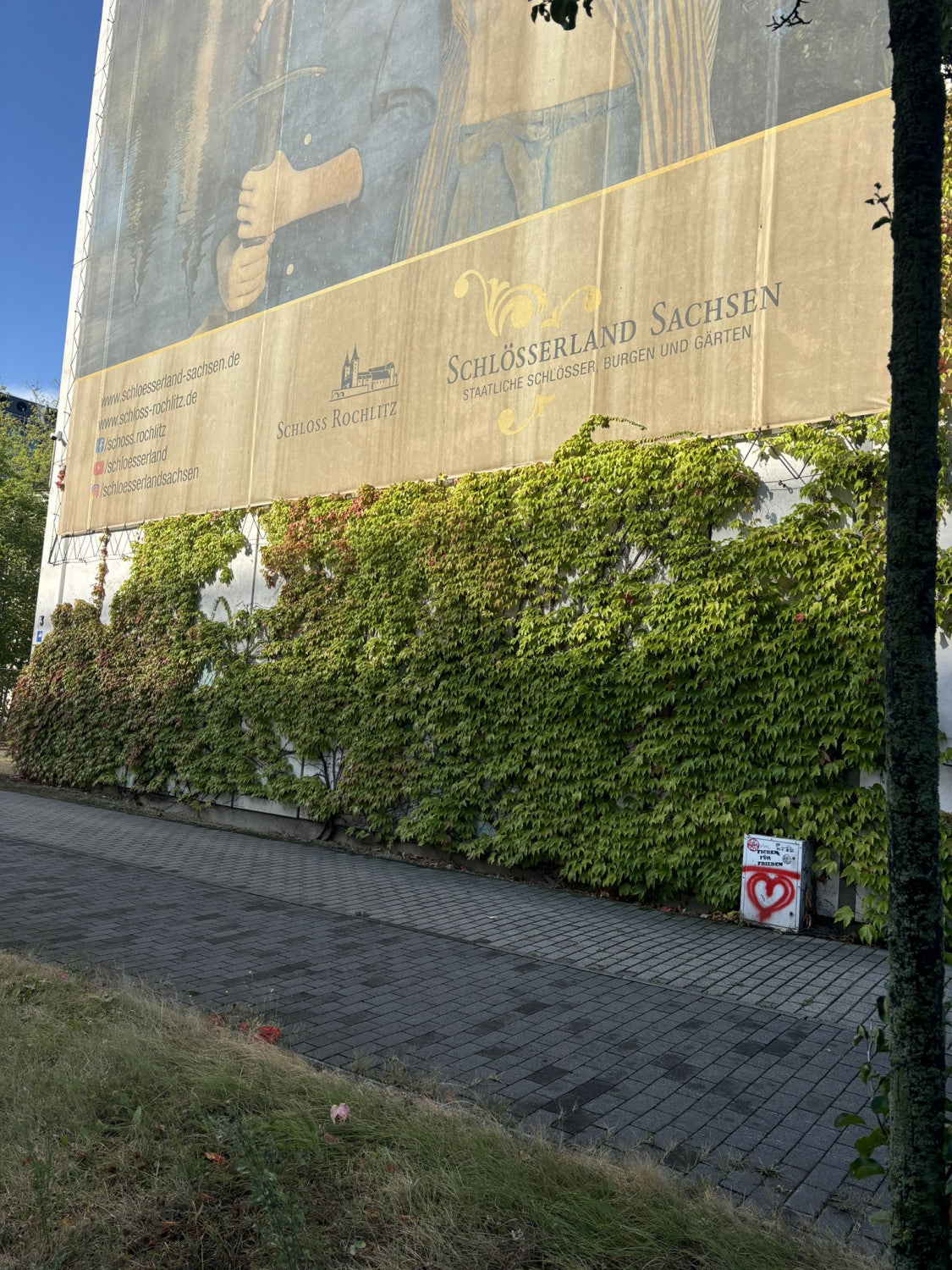 Parthenocissus tric. 'Veitchii' , erhältlich von 80-100 bis 150-200 cm;;ab 38,50 Euro
