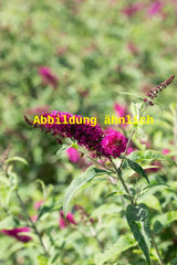 Genaues Foto für Buddleja 'Buzz Velvet' folgt; dieses ähnliche Bild dient der Illustration von Sommerflieder 'Buzz Velvet'
