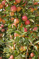 Malus 'Fuji'; mit Früchten/Fruchtbehang; große Früchte; Einsatzmöglichkeit z.B. : Hausgarten; verfügbar in 17 Größen und Varianten;;ab 48,10 Euro