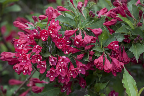 Weigela 'Lucifer' , erhältlich von 40-60 bis 80-100 cm;;ab 15,20 Euro
