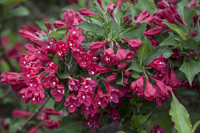 Weigela 'Lucifer' , erhältlich von 40-60 bis 80-100 cm;;ab 15,20 Euro