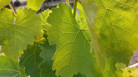 Tafeltraube 'Phönix'; hier mit Herbstlaub; gute Erträge; Einsatzmöglichkeit z.B. : Pergola;;hier kaufen