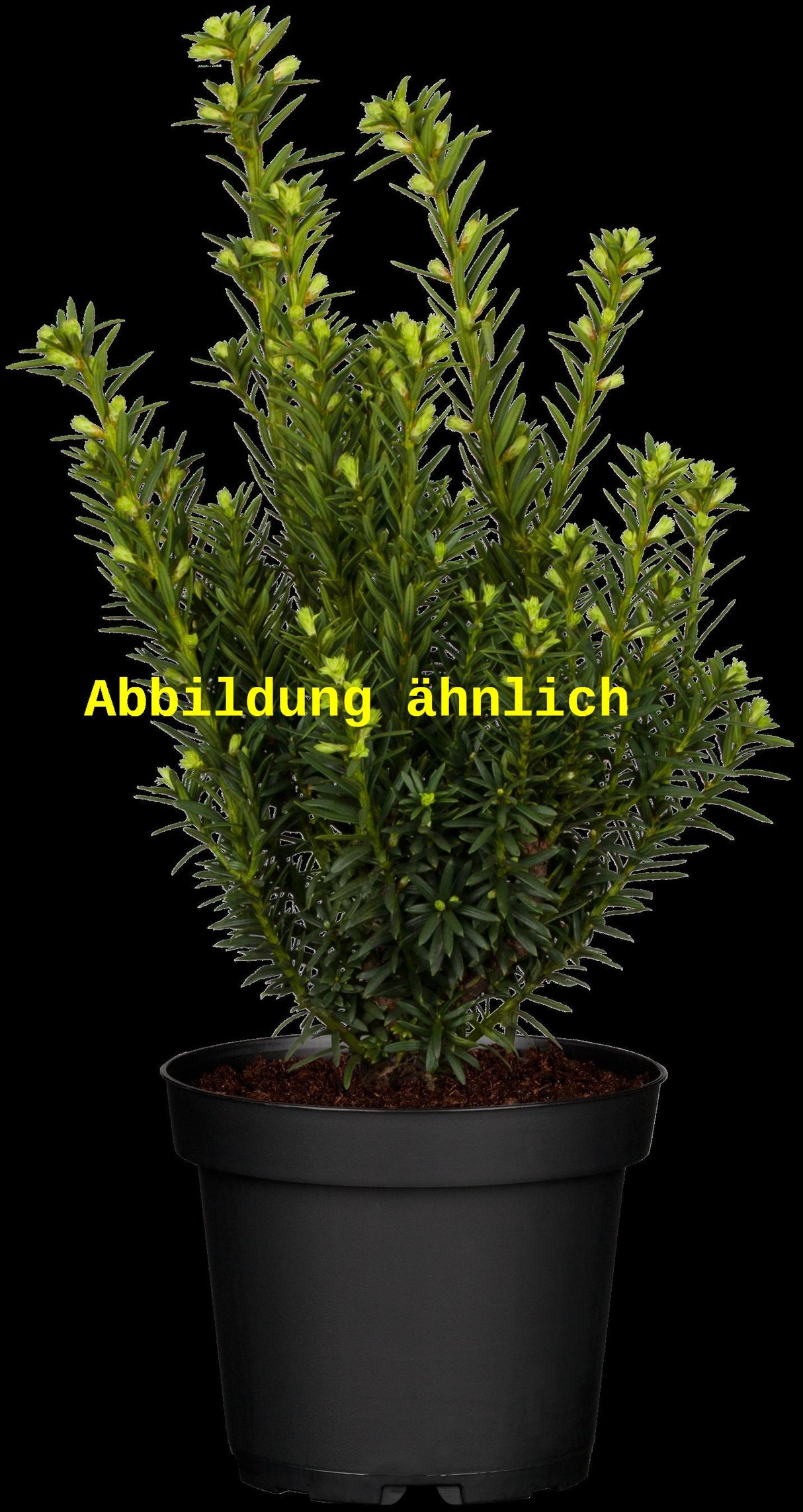 Bild wird ergänzt für Taxus cuspidata (Japan.Eibe)