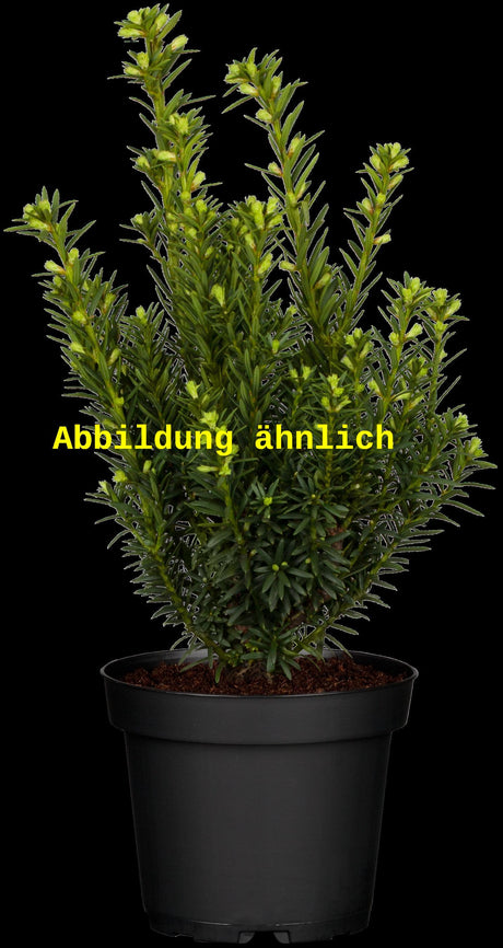 Bild wird ergänzt für Taxus cuspidata (Japan.Eibe)
