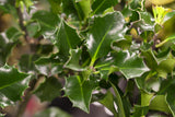 Ilex meserveae 'Blue Angel' , erhältlich von 40-50 bis 175-200 cm;;ab 24,00 Euro