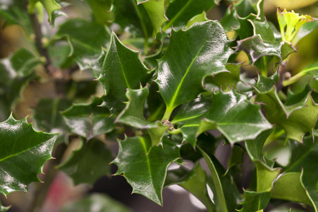 Ilex meserveae 'Blue Angel' , erhältlich von 40-50 bis 175-200 cm;;ab 24,00 Euro