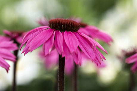 Echinacea purpurea 'Rubinstern' mit Blüte; Einsatz: , ;;ab 3,08 Euro