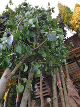 Pyrus calleryana 'Chanticleer'; vorbereitet für Versand; herbstfärbung; Einsatzmöglichkeit z.B. : Ziergehölz;;mit zeitnaher Lieferung