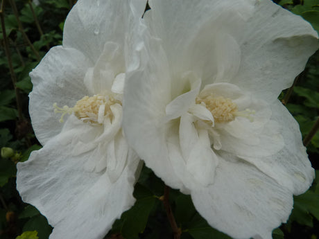 Rose of Sharon 'White Chiffon' mit Blüte, erhältlich als: Solitär; Einsatz: Heckepflegeleicht;;günstig mit Qualität