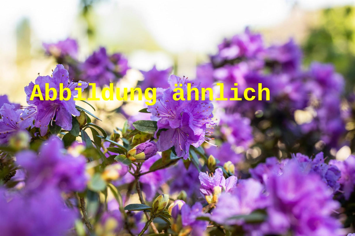 Rhododendron russatum 'Blaufeder' (Rhododendron russatum 'Blaufeder' -R-)