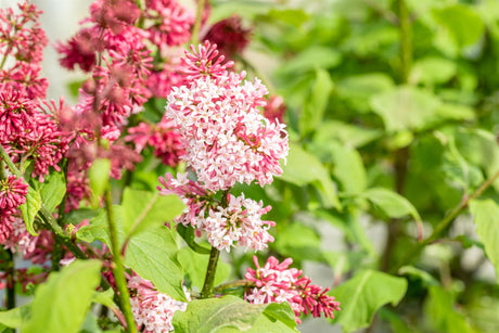 Syringa prestoniae 'Miss Canada' mit Blüte, erhältlich von 60-100 bis 100-150 cm; Einsatz: ;;ab 15,70 Euro