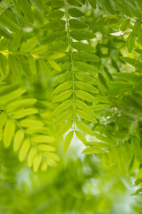 Gleditsia triacanthos mit Sommerbelaubung, erhältlich von 270-330 bis 450-650 cm; Einsatz: ;;ab 347,00 Euro