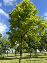 Robinia pseudoac. 'Frisia' , erhältlich von 270-330 bis 450-650 cm;;ab 491,00 Euro