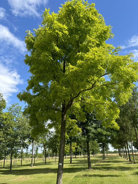 Robinia pseudoac. 'Frisia' , erhältlich von 270-330 bis 450-650 cm;;ab 491,00 Euro