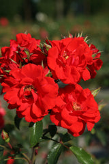 Rosa 'Brillant Korsar' STR; hier mit Blüte; winterhart; Einsatzmöglichkeit z.B. : Beet; verfügbar in 3 Größen und Varianten;;ab 10,50 Euro