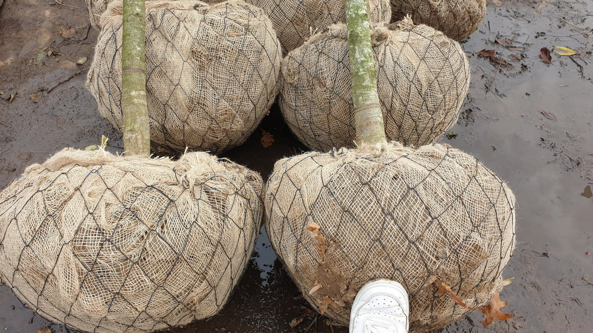 Quercus robur 'Fastigiata Koster'; hier als Ballenpflanze; winterhart; Einsatzmöglichkeit z.B. : Allee;;mit zeitnaher Lieferung