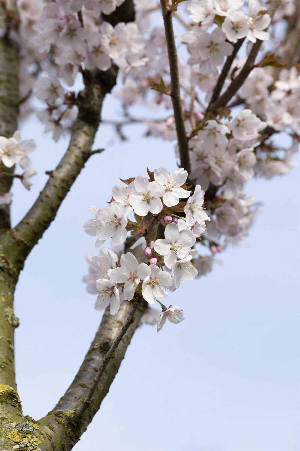 Prunus kurilensis 'Brillant' mit Blüte, erhältlich von 40-60 bis 80-100 cm; Einsatz: ;;ab 23,90 Euro