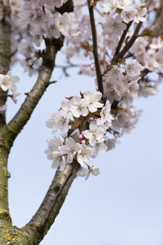 Prunus kurilensis 'Brillant' mit Blüte, erhältlich von 40-60 bis 80-100 cm; Einsatz: ;;ab 23,90 Euro