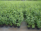 Kaffeebaum als Pflanze im Beet, erhältlich als: leichte Sträucher, Solitär, Sämling, verschulte Sträucher; Einsatz: Hecke, robust;;günstig mit Qualität