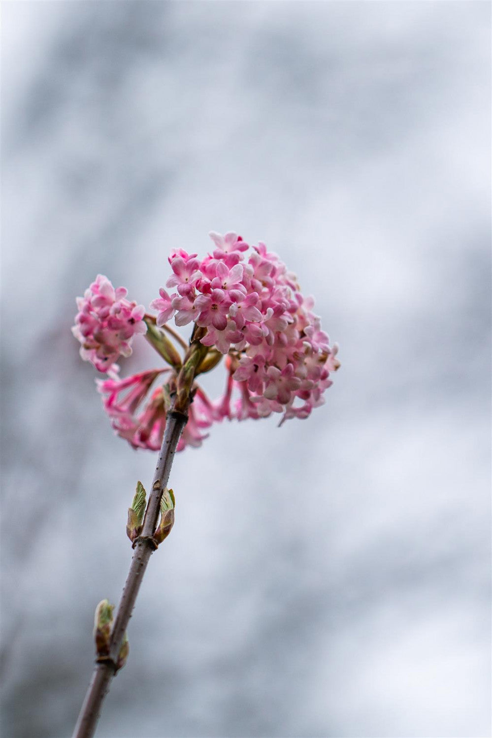 Viburnum bodnantense mit Blüte, erhältlich von 40-60 bis 150-175 cm; Einsatz: ;;ab 14,30 Euro
