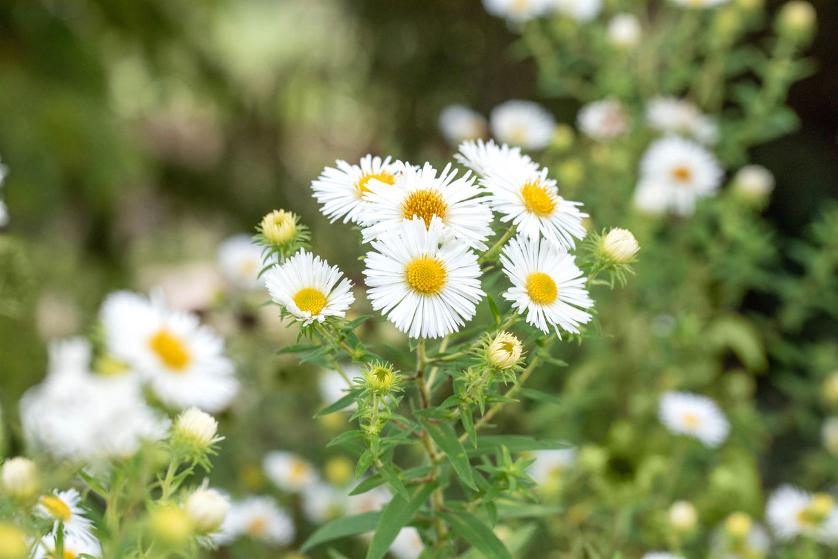 Aster novae-angliae 'Herbstschnee' mit Blüte; Einsatz: ;;ab 4,65 Euro
