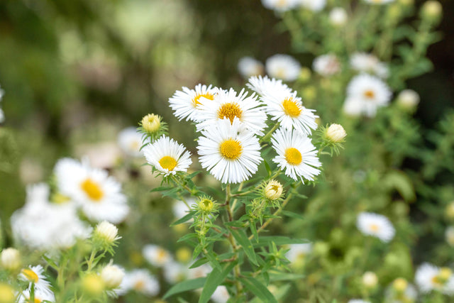 Aster novae-angliae 'Herbstschnee' mit Blüte; Einsatz: ;;ab 4,65 Euro