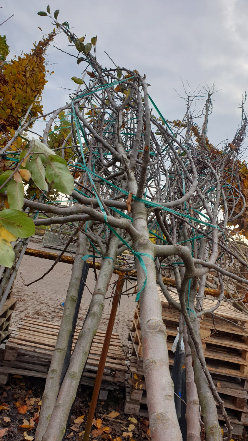 Synonym (alte Bezeichnung): Malus 'Transparente Jaune' CAC; vorbereitet für Versand; winterhart; Einsatzmöglichkeit z.B. : Streuobstwiese; erhältlich mit Stammumfang von ab 6 bis 20-25 cm;;günstig mit Qualität