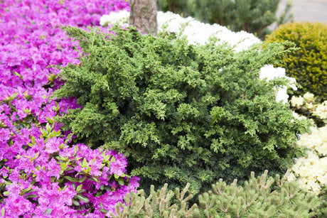 Juniperus chin. 'Blaauw' als Pflanze im Beet, erhältlich von 20-25 bis 70-80 cm; Einsatz: ;;ab 19,80 Euro