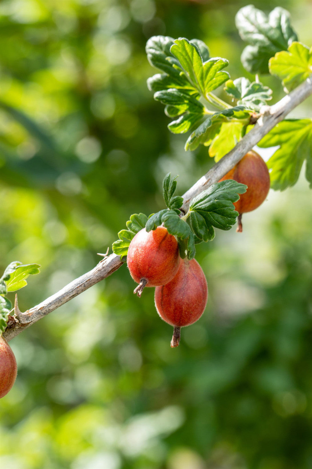Ribes uva-crispa 'Spinefree' mit Früchten, erhältlich von 3- bis 80-90 cm; Einsatz: ;;ab 18,90 Euro