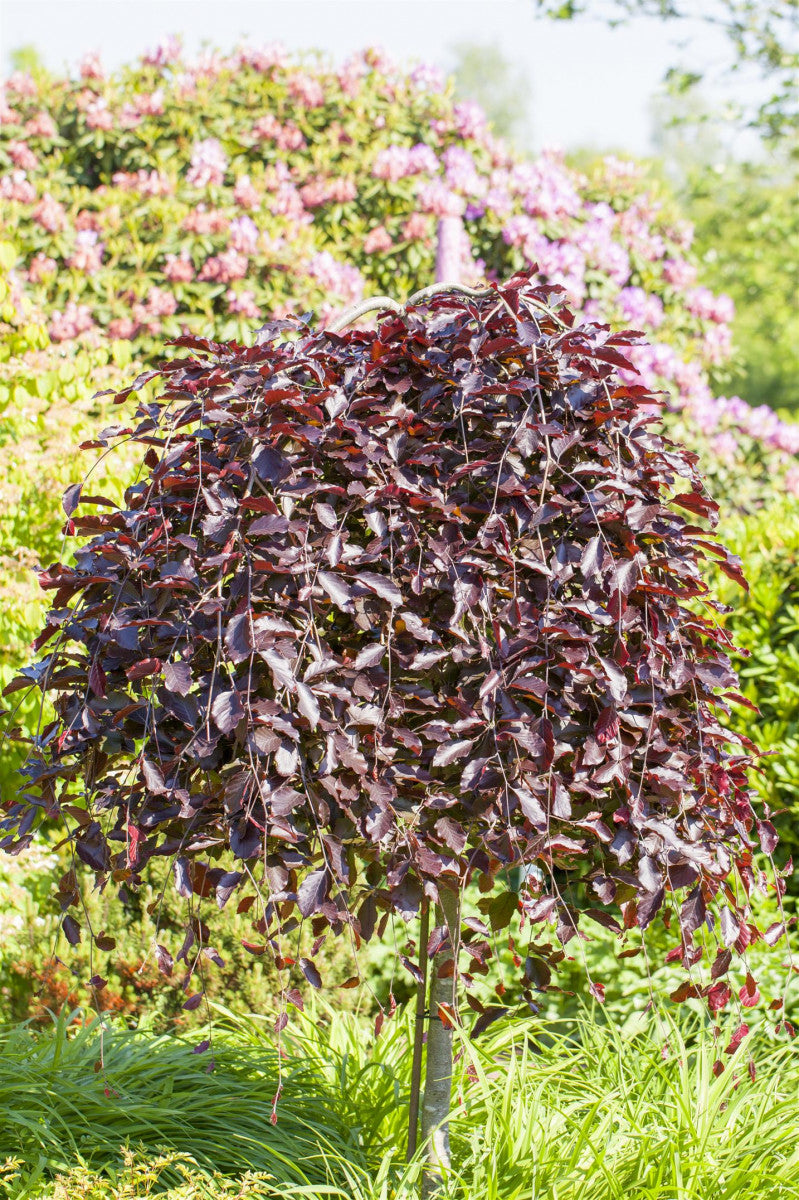 Fagus sylvatica 'Purpurea Pendula' anpassungsfähig;;Pflanzen vom Profi
