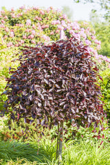 Fagus sylvatica 'Purpurea Pendula' anpassungsfähig;;Pflanzen vom Profi