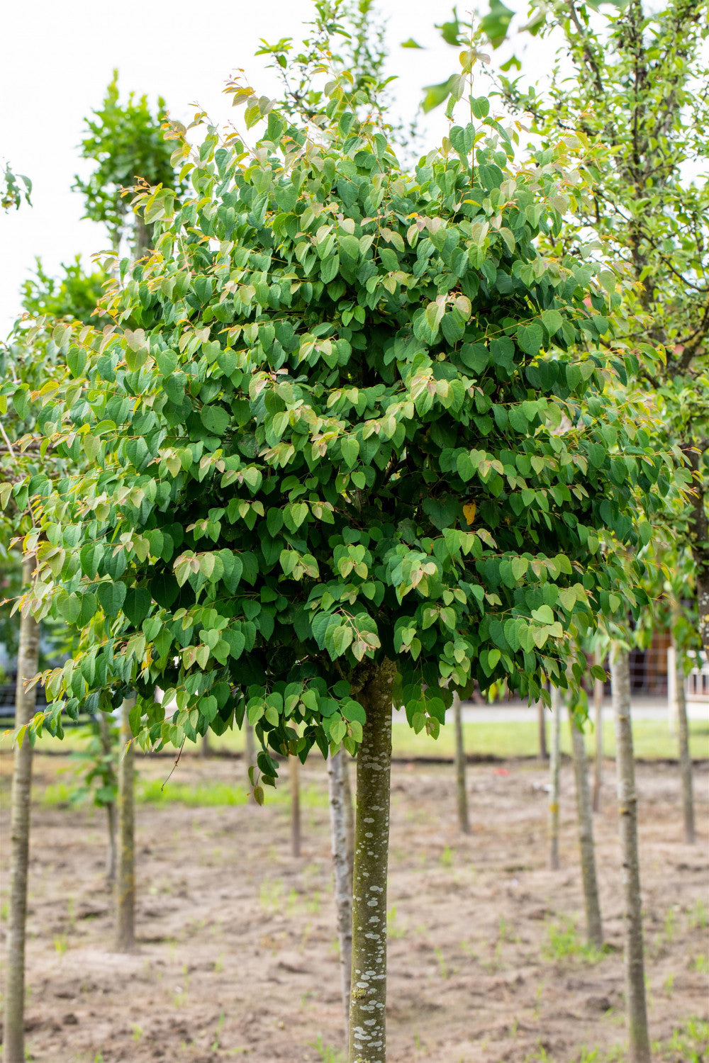 Katsura-Baum in Einzelansicht, erhältlich als: Solitär, Hochstamm; Einsatz: Ziergehölzherbstfärbung;;günstig mit Qualität