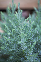 Juniperus chin. 'Stricta'; winterhart; verfügbar in 15 Größen und Varianten;;ab 35,10 Euro