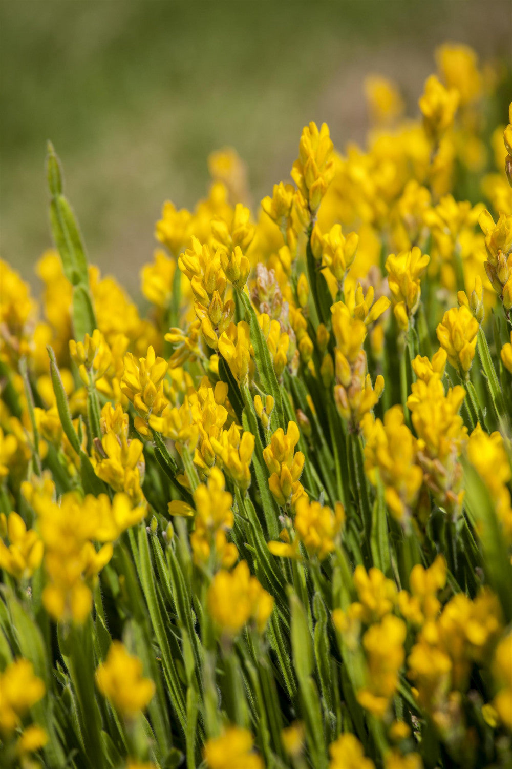 Genista sagittalis mit Blüte, erhältlich von 15-20 bis 30-40 cm; Einsatz: ;;ab 11,40 Euro