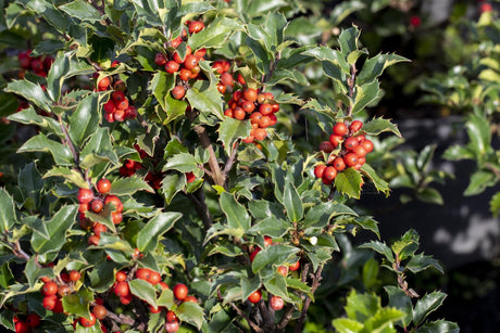 Ilex 'Heckenstar' , erhältlich als: schnittverträglich;;günstig mit Qualität