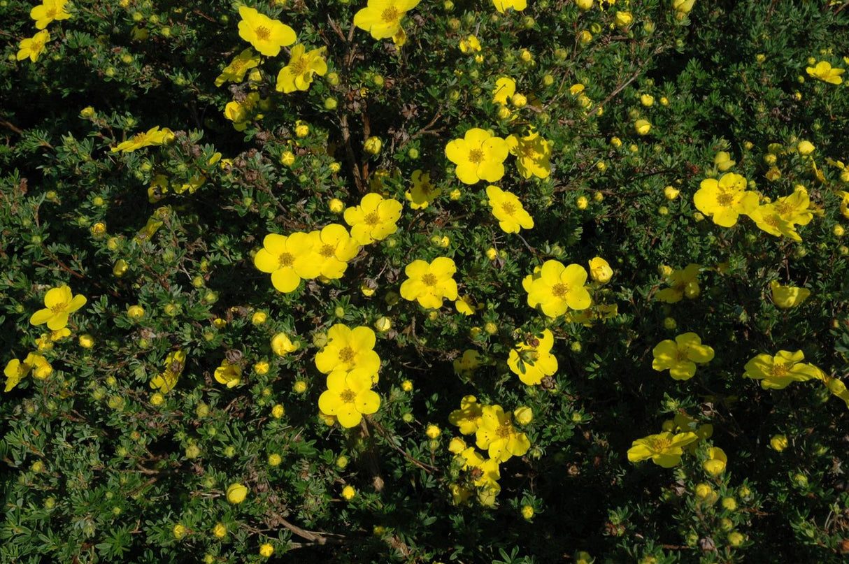 Potentilla fruticosa 'Jackman' , erhältlich von 20-30 bis 40-60 cm;;ab 4,10 Euro