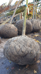prunus serrulata; hier als Ballenpflanze; robust; Einsatzmöglichkeit z.B. : bienenweide;;mit zeitnaher Lieferung