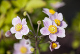 Anemone japonica 'Mont Rose'; hier mit Blüte; schneckensicher (schneckenresistent); Einsatzmöglichkeit z.B. : Beet;;ab 0,00 Euro